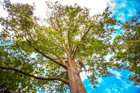 Bunkie, LA Tree Care  Company