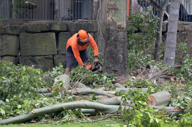 How Our Tree Care Process Works  in  Bunkie, LA